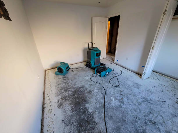 Best Local water damage restoration  in Brighton, IL