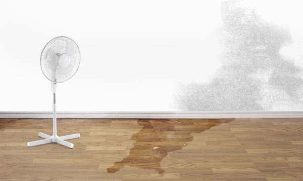 Best Flood restoration services  in Brighton, IL