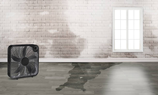 Best Fire Damage Restoration  in Brighton, IL