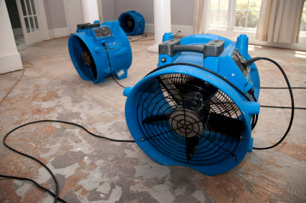 Best Sewage cleanup and water damage restoration  in Brighton, IL