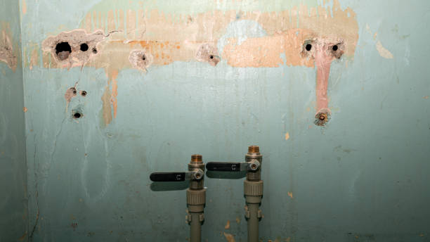 Best Water damage cleanup near me  in Brighton, IL